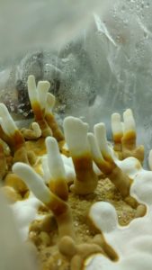 Baby Reishi Mushrooms